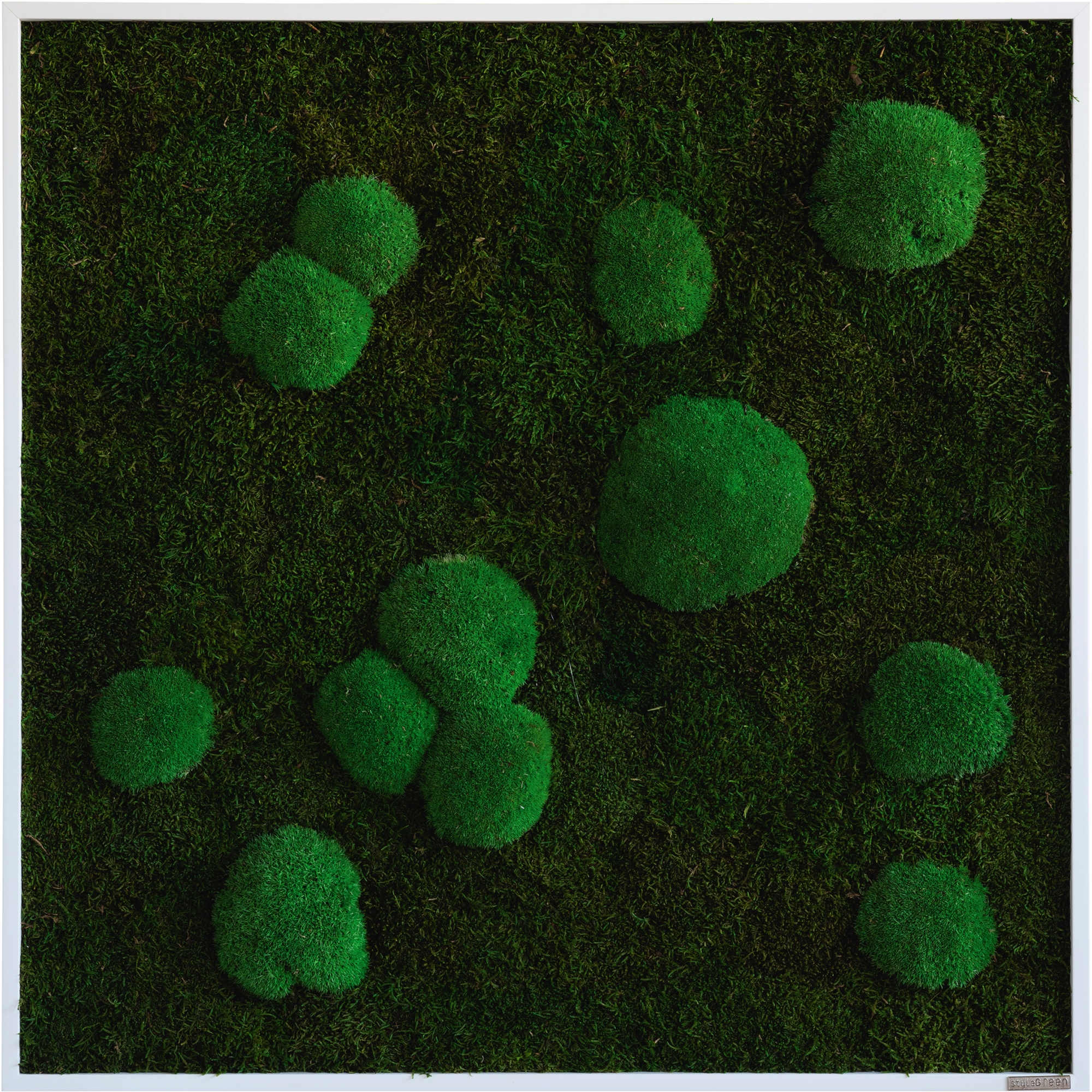 StyleGreen Pflanzenbild Wald-Kugelmoos weiß Vollholzrahmen 55 x 55 x 4 cm (B x H x T)